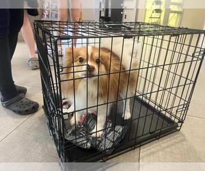 Pomeranian Dogs for adoption in Rancho Cucamonga, CA, USA