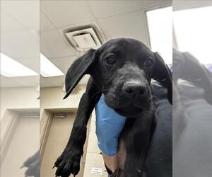 Labrador Retriever Dogs for adoption in Conroe, TX, USA