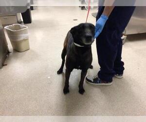 Mutt Dogs for adoption in Riverside, CA, USA