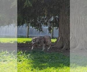 Sheprador Dogs for adoption in Aurora, IN, USA