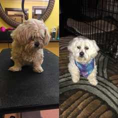 Maltipoo Dogs for adoption in Mooresville, NC, USA