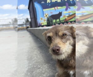 Mutt Dogs for adoption in Las Vegas, NM, USA