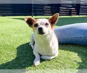 Chihuahua Dogs for adoption in Orange, CA, USA