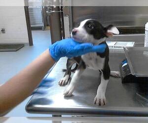 American Pit Bull Terrier-Unknown Mix Dogs for adoption in Fayetteville, NC, USA