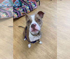 Mutt Dogs for adoption in Virginia Beach, VA, USA