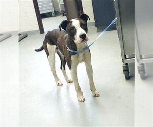Mutt Dogs for adoption in Fayetteville, NC, USA
