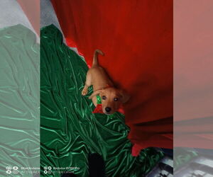 Mutt Dogs for adoption in Sterling, MA, USA