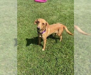 Labrador Retriever-Unknown Mix Dogs for adoption in Stafford, VA, USA