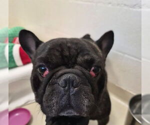 French Bulldog Dogs for adoption in Fremont, CA, USA
