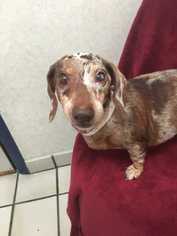 Dachshund Dogs for adoption in Greenbelt, MD, USA