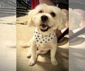 Shih Tzu-Unknown Mix Dogs for adoption in Holly Springs, NC, USA