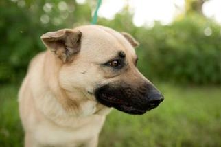 Mutt Dogs for adoption in Valley Falls, KS, USA