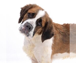 Saint Bernard-Unknown Mix Dogs for adoption in Los Angeles, CA, USA