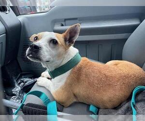 Chihuahua-Unknown Mix Dogs for adoption in Grand Prairie, TX, USA