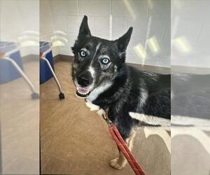 - Mix Dogs for adoption in Derwood, MD, USA