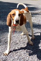 English Foxhound Dogs for adoption in Rowayton, CT, USA