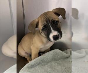 American Pit Bull Terrier-Unknown Mix Dogs for adoption in Woodland, CA, USA
