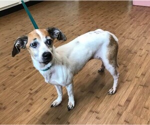 Jack-Rat Terrier Dogs for adoption in Poughkeepsie, GA, USA
