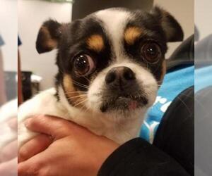Japanese Chin Dogs for adoption in St Louis, MO, USA