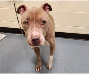 American Pit Bull Terrier Dogs for adoption in Denver, CO, USA