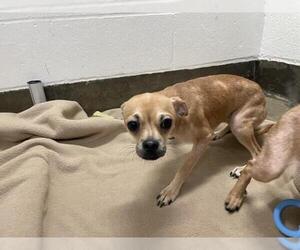 Chug Dogs for adoption in Jackson, CA, USA