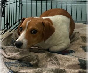 Cheagle Dogs for adoption in Staley, NC, USA