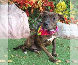 Mutt Dogs for adoption in Oklahoma City, OK, USA