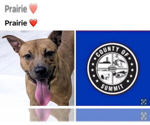 Black Mouth Cur Dogs for adoption in Akron, OH, USA