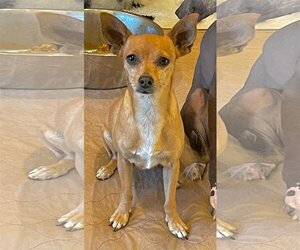 Chihuahua Dogs for adoption in Denton, TX, USA