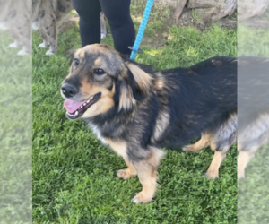 Australian Shepherd-Unknown Mix Dogs for adoption in Unionville, PA, USA