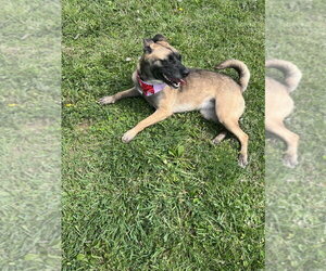 Mutt Dogs for adoption in Osgood, IN, USA