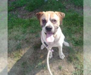 Mastiff Dogs for adoption in Roanoke, VA, USA