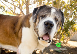 Saint Bernard Dogs for adoption in Seal Beach, CA, USA