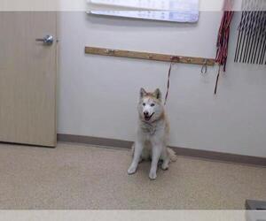 Siberian Husky Dogs for adoption in Palmer, AK, USA