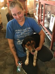 Medium Photo #1 Beagle Puppy For Sale in Sistersville, WV, USA
