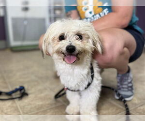 Maltese-Unknown Mix Dogs for adoption in Raleigh, NC, USA