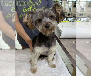 Medium Photo #1 Mutt Puppy For Sale in Benton, LA, USA
