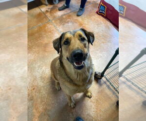 German Shepherd Dog-Unknown Mix Dogs for adoption in Bolivar, MO, USA