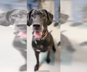 Great Dane Dogs for adoption in Valparaiso, IN, USA