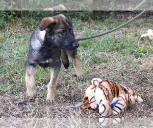 Dutch Shepherd -German Shepherd Dog Mix Dogs for adoption in Holly Hill, SC, USA