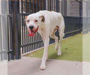 Anatolian Shepherd-Dogo Argentino Mix Dogs for adoption in Waco, TX, USA