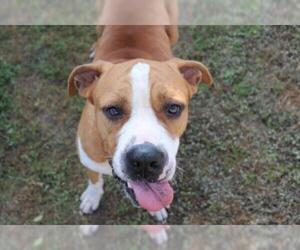 American Bulldog Dogs for adoption in Ocala, FL, USA
