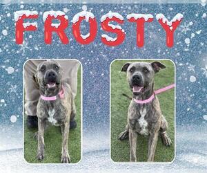 American Pit Bull Terrier-Unknown Mix Dogs for adoption in Pearland, TX, USA