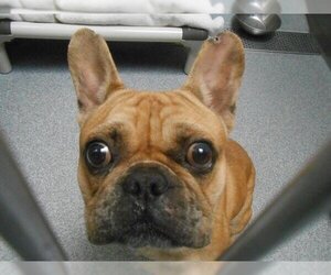 French Bulldog Dogs for adoption in Orange, CA, USA
