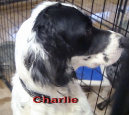 English Springer Spaniel-Unknown Mix Dogs for adoption in Coleman, TX, USA