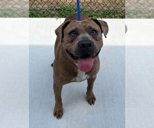 Mutt Dogs for adoption in Tarboro, NC, USA