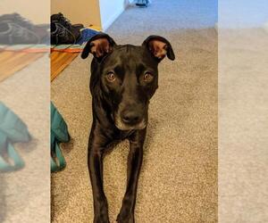 Labrador Retriever-Whippet Mix Dogs for adoption in Princeton, MN, USA