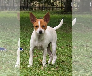 Chihuahua-Unknown Mix Dogs for adoption in Lafayette, LA, USA