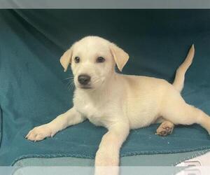 Siberian Husky-Unknown Mix Dogs for adoption in HESPERIA, CA, USA