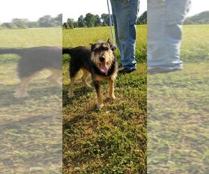 Airedale Terrier Dogs for adoption in Greenbelt, MD, USA